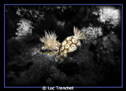Two nudibranches inside one BioRock structure (a great co... by Luc Tranchet 
